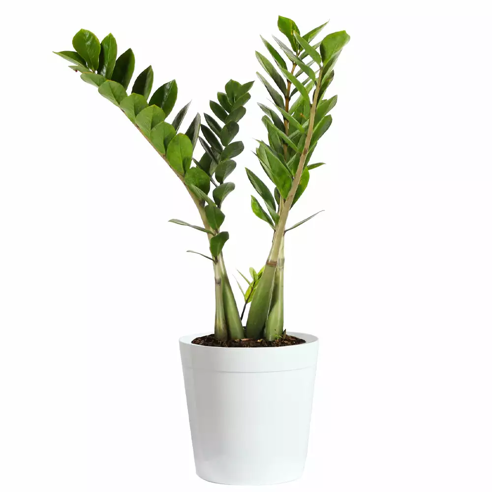 Fast Growing Trees ZZ Plant Low Light House Plants 7 Fast Growing Trees ZZ Plant Low Light House Plants