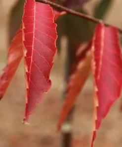 Fast Growing Trees See All Shade Trees Green Vase'® Zelkova Tree