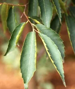 Fast Growing Trees See All Shade Trees Green Vase'® Zelkova Tree