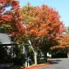 Fast Growing Trees See All Shade Trees Green Vase'® Zelkova Tree 2 Fast Growing Trees See All Shade Trees Green Vase'® Zelkova Tree