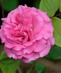 Fast Growing Trees Zephirine Drouhin Climbing Rose 7 Fast Growing Trees Zephirine Drouhin Climbing Rose