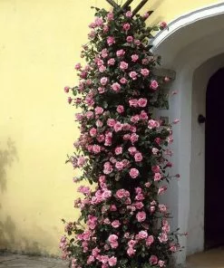 Fast Growing Trees Zephirine Drouhin Climbing Rose