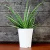 Fast Growing Trees Aloe Vera Plant 1 Fast Growing Trees Aloe Vera Plant