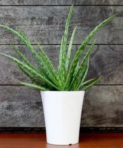 Fast Growing Trees Aloe Vera Plant