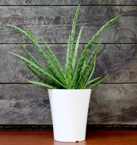 Fast Growing Trees Aloe Vera Plant 4 Fast Growing Trees Aloe Vera Plant