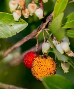 Fast Growing Trees Marina Strawberry Tree 9 Fast Growing Trees Marina Strawberry Tree