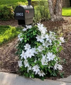 Fast Growing Trees Henryi Clematis Vine See All Shrubs & Hedges