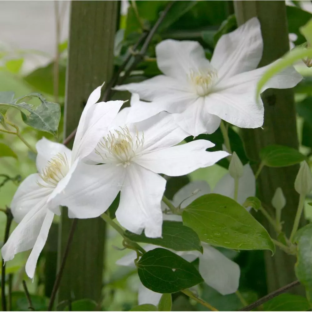 Fast Growing Trees Henryi Clematis Vine See All Shrubs & Hedges 5 Fast Growing Trees Henryi Clematis Vine See All Shrubs & Hedges