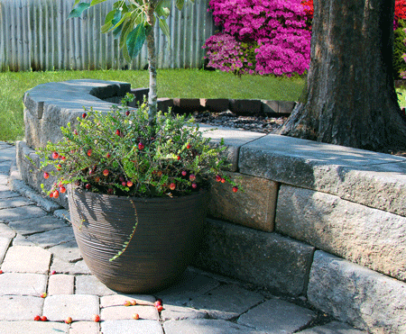 Fast Growing Trees Stevens Cranberry 5 Fast Growing Trees Stevens Cranberry