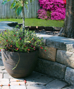 Fast Growing Trees Cranberry Bushes Stevens Cranberry Plant - USDA Organic 8 Fast Growing Trees Cranberry Bushes Stevens Cranberry Plant - USDA Organic