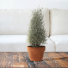 Fast Growing Trees Cushion Bush - Pyramid
