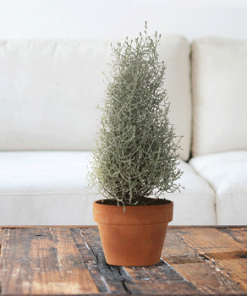 Fast Growing Trees Cushion Bush - Pyramid