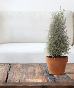 Fast Growing Trees Cushion Bush - Pyramid 5 Fast Growing Trees Cushion Bush - Pyramid