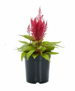 No Warranty Dragon's Breath® Celosia