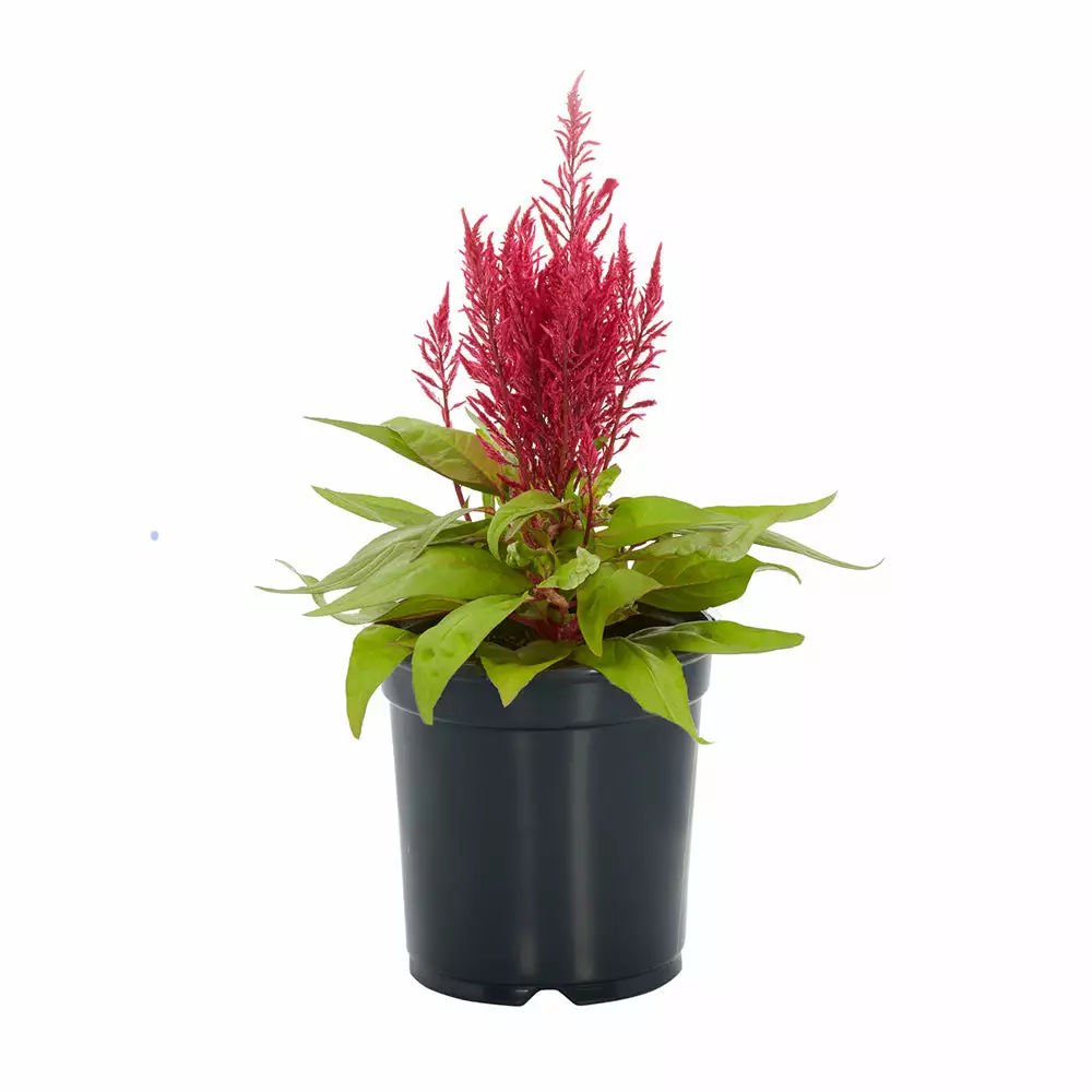 No Warranty Dragon's Breath® Celosia 4 No Warranty Dragon's Breath® Celosia