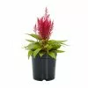 No Warranty Dragon's Breath® Celosia 2 No Warranty Dragon's Breath® Celosia