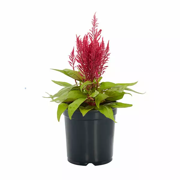 No Warranty Dragon's Breath® Celosia 3 No Warranty Dragon's Breath® Celosia