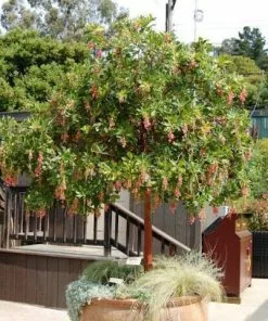 Fast Growing Trees Marina Strawberry Tree