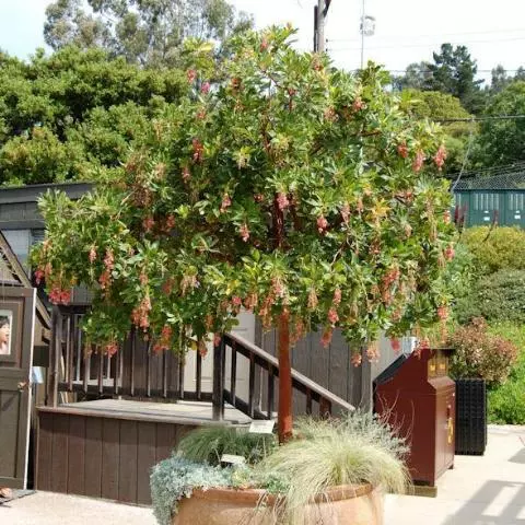 Fast Growing Trees Marina Strawberry Tree 3 Fast Growing Trees Marina Strawberry Tree