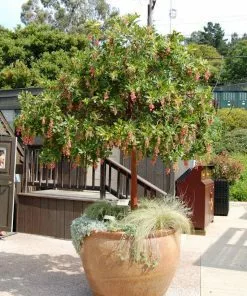 Fast Growing Trees Marina Strawberry Tree