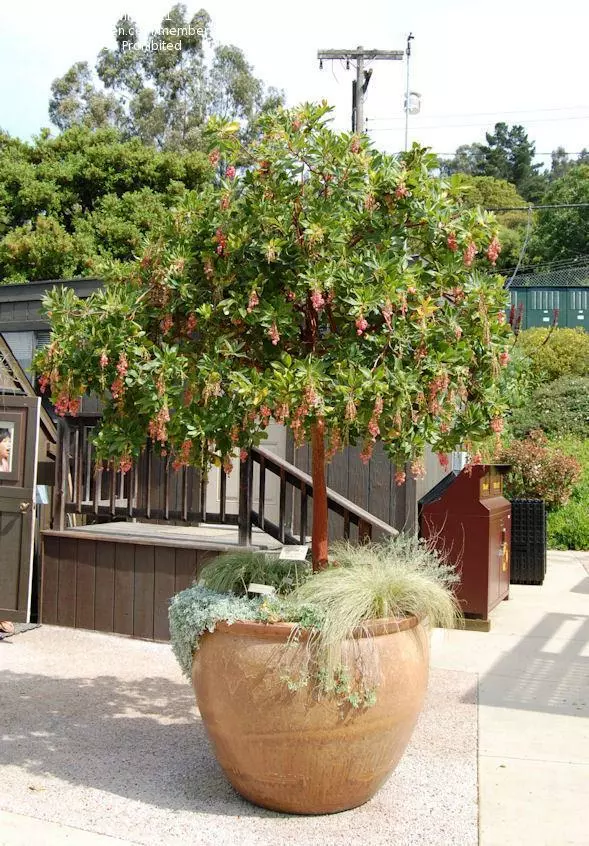 Fast Growing Trees Marina Strawberry Tree 4 Fast Growing Trees Marina Strawberry Tree