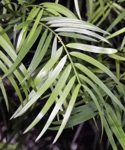 Fast Growing Trees Fern Pine Columnar Tree Pine Trees