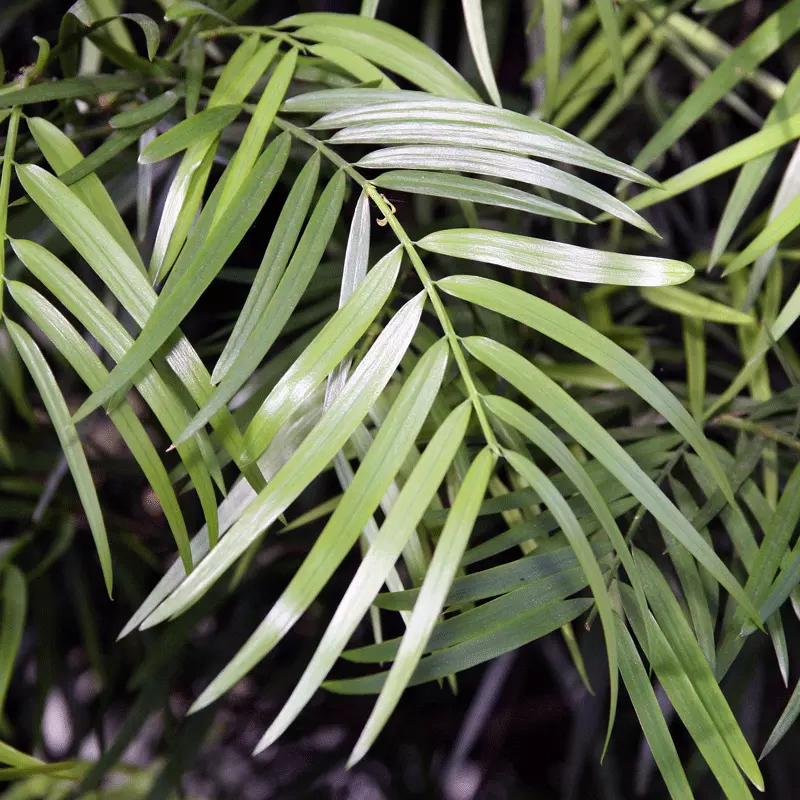 Fast Growing Trees Fern Pine Columnar Tree Pine Trees 4 Fast Growing Trees Fern Pine Columnar Tree Pine Trees