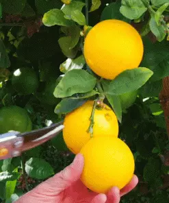 Fast Growing Trees Meyer Lemon Tree 27 Fast Growing Trees Meyer Lemon Tree