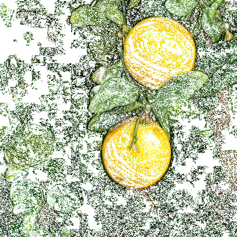Fast Growing Trees Meyer Lemon Tree 10 Fast Growing Trees Meyer Lemon Tree