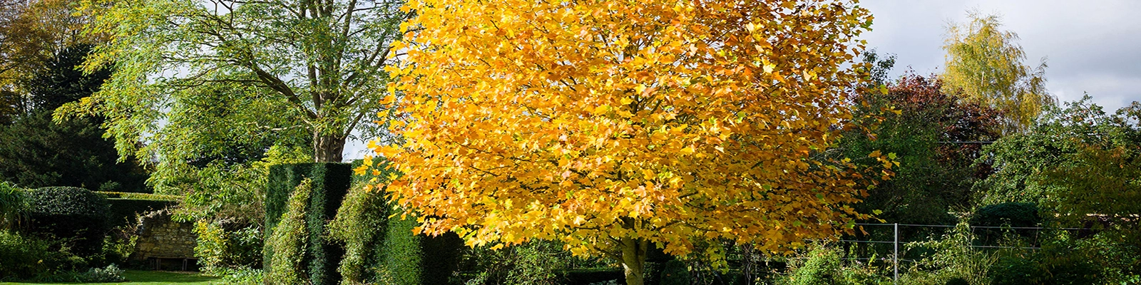 FastGrowingTrees Sales -FastGrowingTrees Sales hengfu