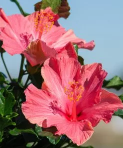 Fast Growing Trees First Lady™ Hollywood Hibiscus