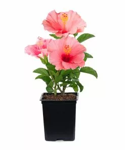 Fast Growing Trees First Lady™ Hollywood Hibiscus 8 Fast Growing Trees First Lady™ Hollywood Hibiscus