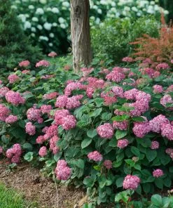 Fast Growing Trees Invincibelle® Ruby Hydrangea Shrub Hydrangea Shrubs 10 Fast Growing Trees Invincibelle® Ruby Hydrangea Shrub Hydrangea Shrubs