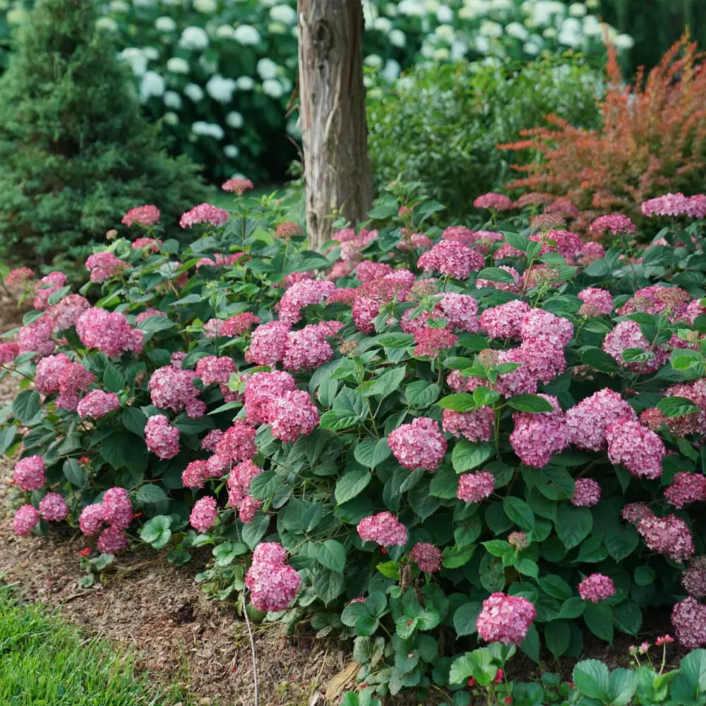 Fast Growing Trees Invincibelle® Ruby Hydrangea Shrub Hydrangea Shrubs 6 Fast Growing Trees Invincibelle® Ruby Hydrangea Shrub Hydrangea Shrubs