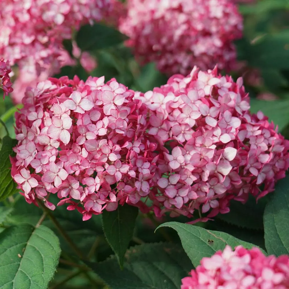 Fast Growing Trees Invincibelle® Ruby Hydrangea Shrub Hydrangea Shrubs 4 Fast Growing Trees Invincibelle® Ruby Hydrangea Shrub Hydrangea Shrubs