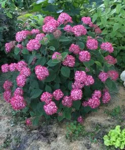 Fast Growing Trees Invincibelle® Ruby Hydrangea Shrub Hydrangea Shrubs 9 Fast Growing Trees Invincibelle® Ruby Hydrangea Shrub Hydrangea Shrubs