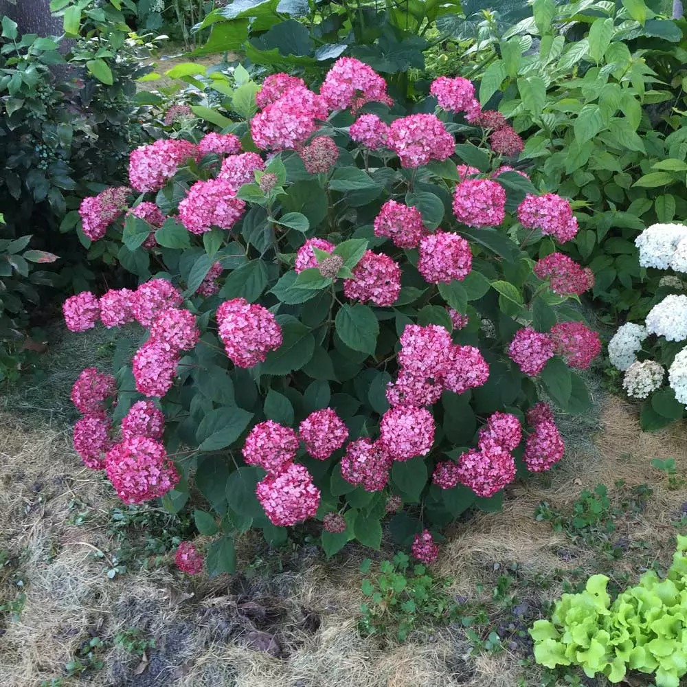 Fast Growing Trees Invincibelle® Ruby Hydrangea Shrub Hydrangea Shrubs 5 Fast Growing Trees Invincibelle® Ruby Hydrangea Shrub Hydrangea Shrubs