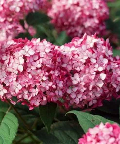 Fast Growing Trees Invincibelle® Ruby Hydrangea Shrub Hydrangea Shrubs