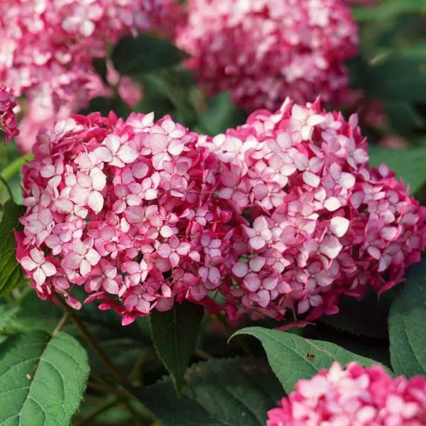 Fast Growing Trees Invincibelle® Ruby Hydrangea Shrub Hydrangea Shrubs 3 Fast Growing Trees Invincibelle® Ruby Hydrangea Shrub Hydrangea Shrubs