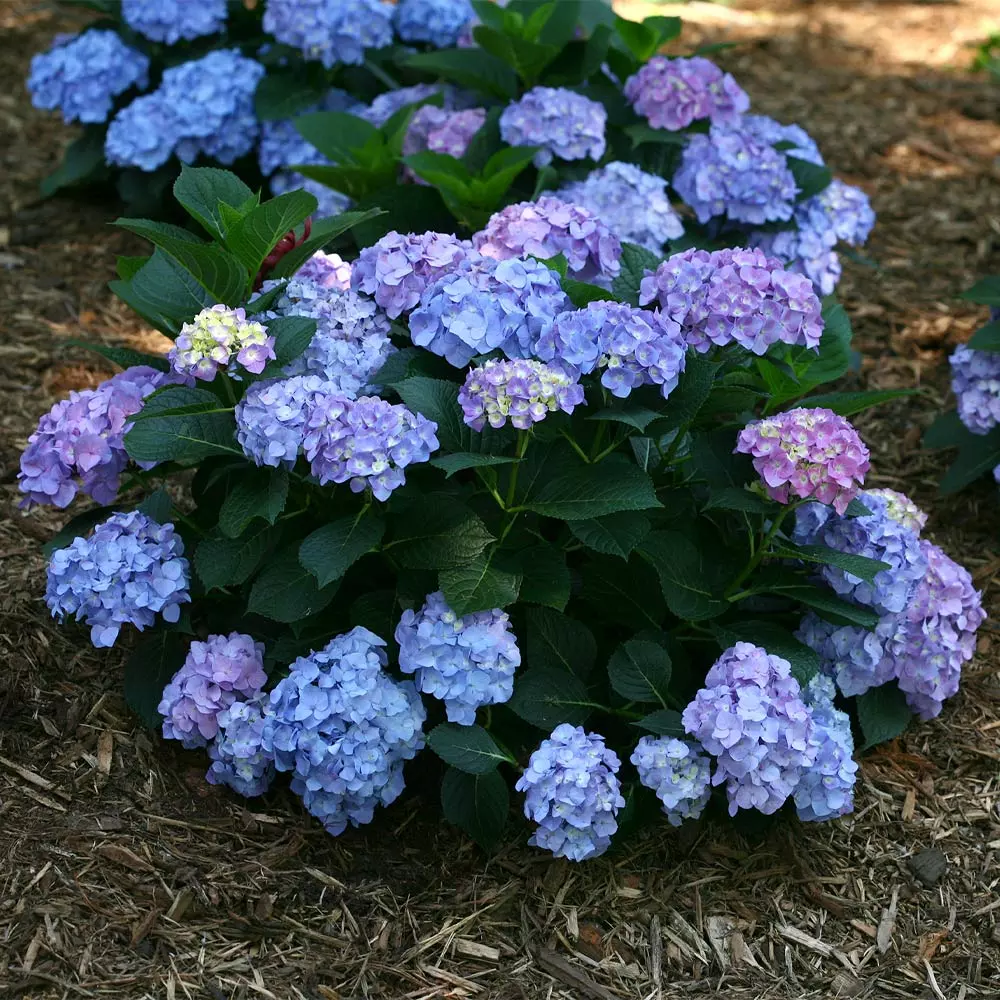 Fast Growing Trees Let's Dance® Blue Jangles Hydrangea Shrub 4 Fast Growing Trees Let's Dance® Blue Jangles Hydrangea Shrub