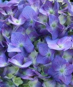 Fast Growing Trees Let's Dance® Blue Jangles Hydrangea Shrub 9 Fast Growing Trees Let's Dance® Blue Jangles Hydrangea Shrub