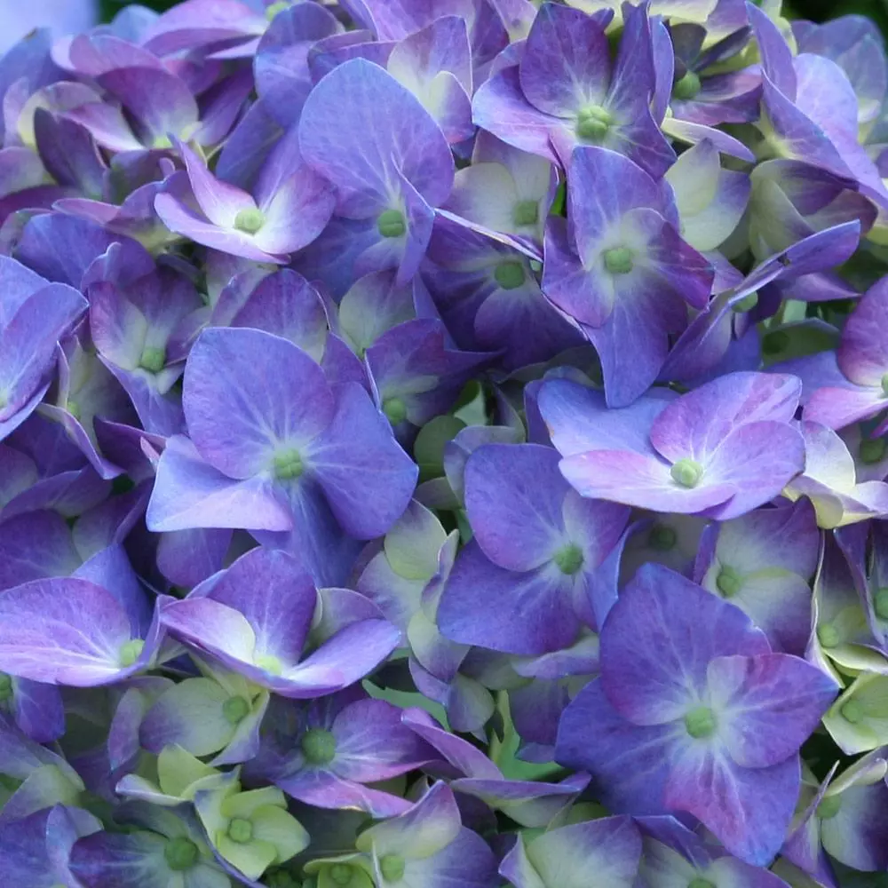 Fast Growing Trees Let's Dance® Blue Jangles Hydrangea Shrub 5 Fast Growing Trees Let's Dance® Blue Jangles Hydrangea Shrub
