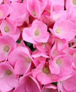 Fast Growing Trees Let's Dance® Blue Jangles Hydrangea Shrub 10 Fast Growing Trees Let's Dance® Blue Jangles Hydrangea Shrub