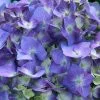 Fast Growing Trees Let's Dance® Blue Jangles Hydrangea Shrub 1 Fast Growing Trees Let's Dance® Blue Jangles Hydrangea Shrub