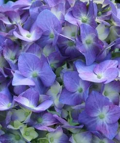 Fast Growing Trees Let's Dance® Blue Jangles Hydrangea Shrub