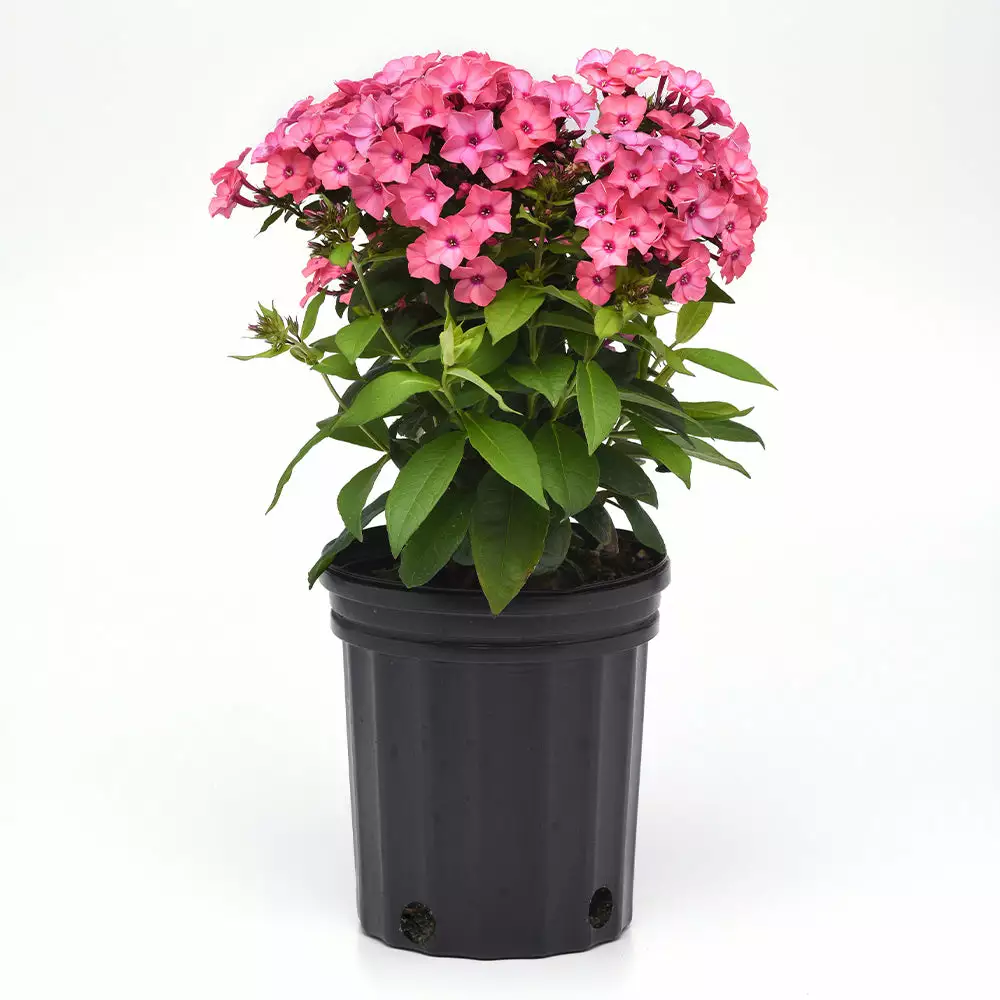 Fast Growing Trees Deer Resistant Plants Super Ka-Pow™ Coral Phlox 5 Fast Growing Trees Deer Resistant Plants Super Ka-Pow™ Coral Phlox