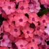Fast Growing Trees Deer Resistant Plants Super Ka-Pow™ Coral Phlox 1 Fast Growing Trees Deer Resistant Plants Super Ka-Pow™ Coral Phlox
