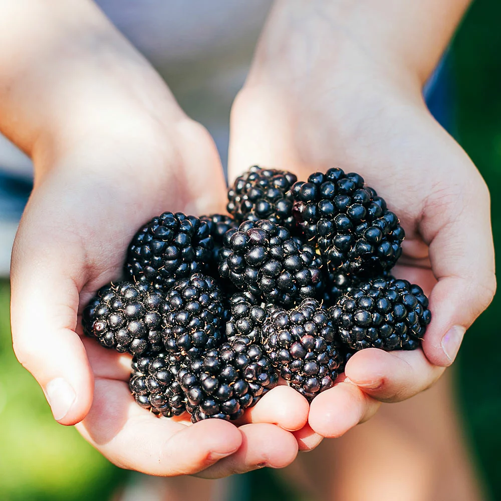 Fast Growing Trees Blackberry Bushes Kiowa Blackberry Bush 4 Fast Growing Trees Blackberry Bushes Kiowa Blackberry Bush