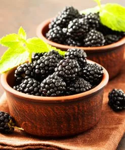 Fast Growing Trees Blackberry Bushes Kiowa Blackberry Bush 9 Fast Growing Trees Blackberry Bushes Kiowa Blackberry Bush