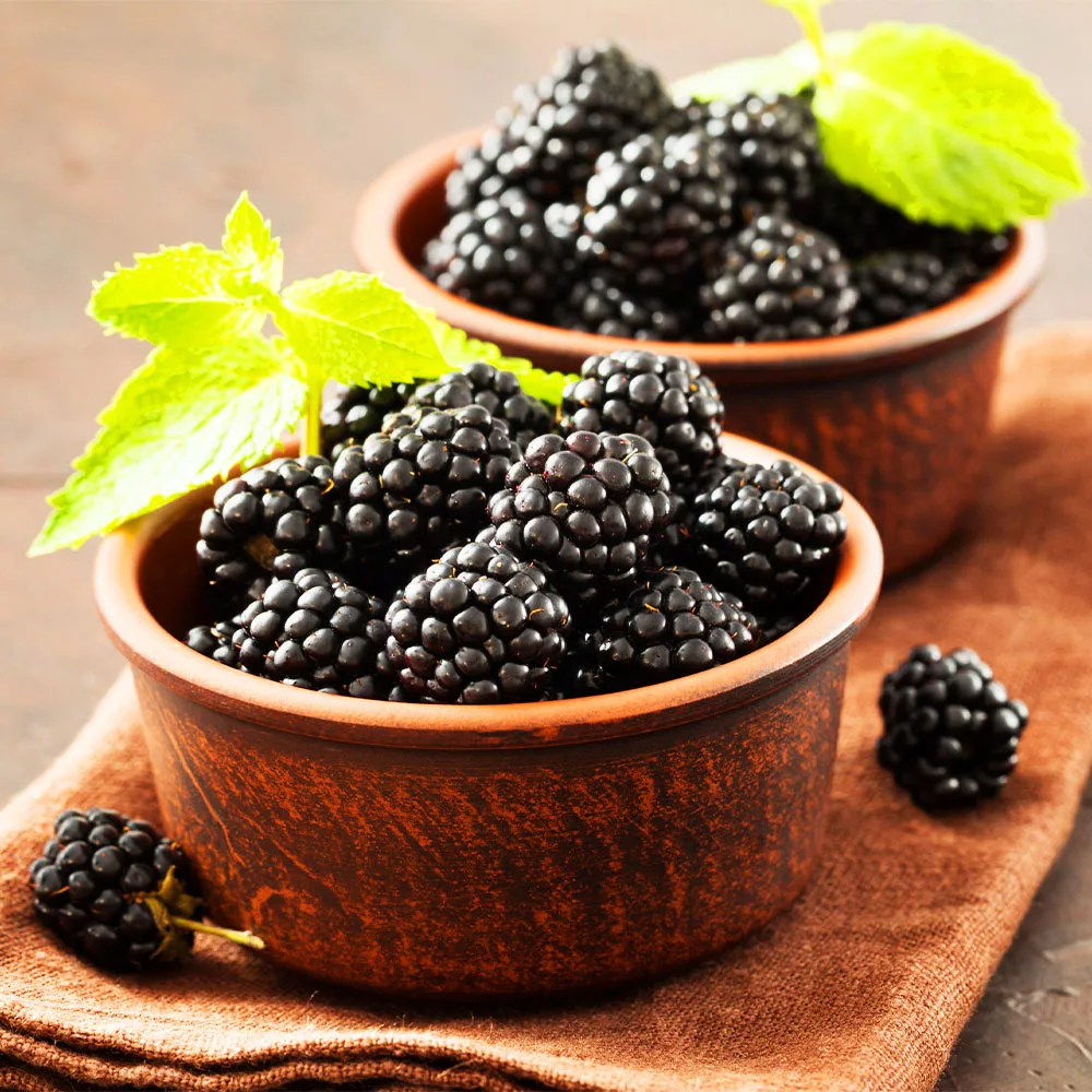 Fast Growing Trees Blackberry Bushes Kiowa Blackberry Bush 6 Fast Growing Trees Blackberry Bushes Kiowa Blackberry Bush